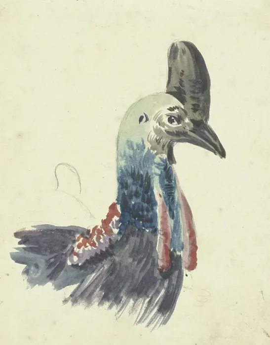 Framed Print : Head of the cassowary, 1700-1800. Creator: Christiaan van Geelen Framed Print : Head of the cassowary, 1700-1800. Creator: Christiaan van Geelen