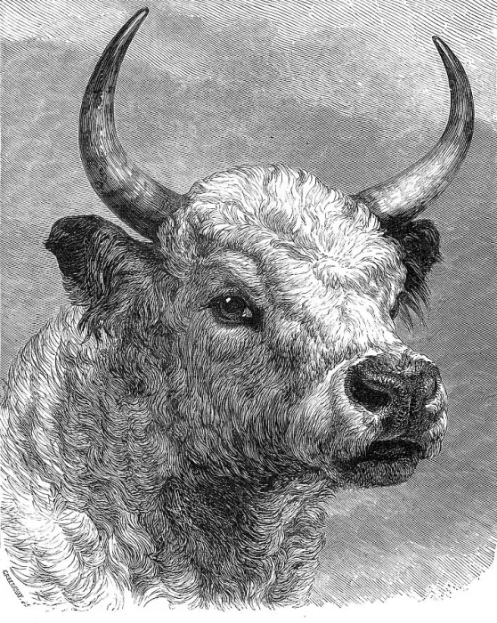 Framed Print : Head of the Chillingham bull shot by the Prince of Wales, 1872. Creator: John Greenaway Framed Print : Head of the Chillingham bull shot by the Prince of Wales, 1872. Creator: John Greenaway