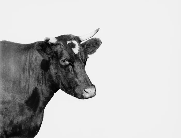 Framed Print : Head of cow, between 1890 and 1901. Creator: Unknown Framed Print : Head of cow, between 1890 and 1901. Creator: Unknown