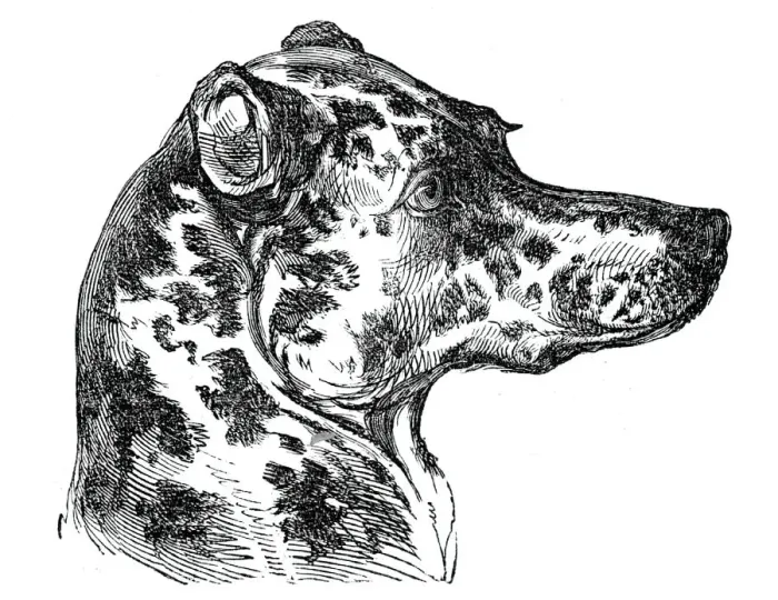 Framed Print : Head of the Dalmatian Dog, 1844. Creator: Unknown Framed Print : Head of the Dalmatian Dog, 1844. Creator: Unknown