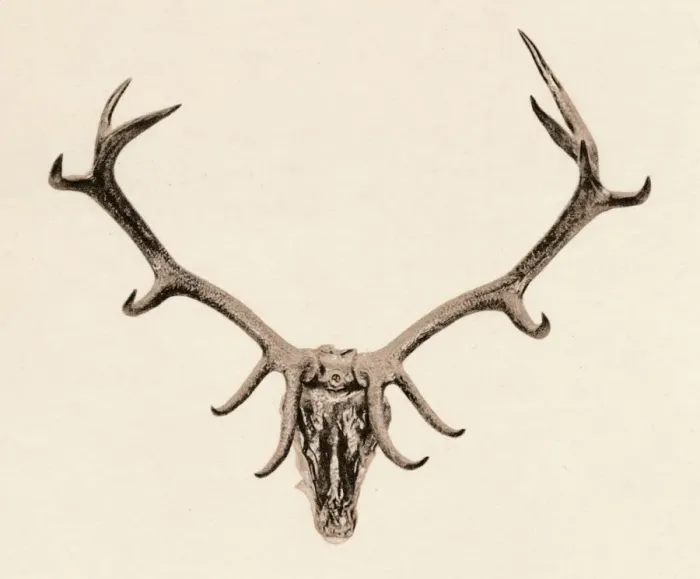 Framed Print : Head of a Deer, c16th century, (1904) Framed Print : Head of a Deer, c16th century, (1904)