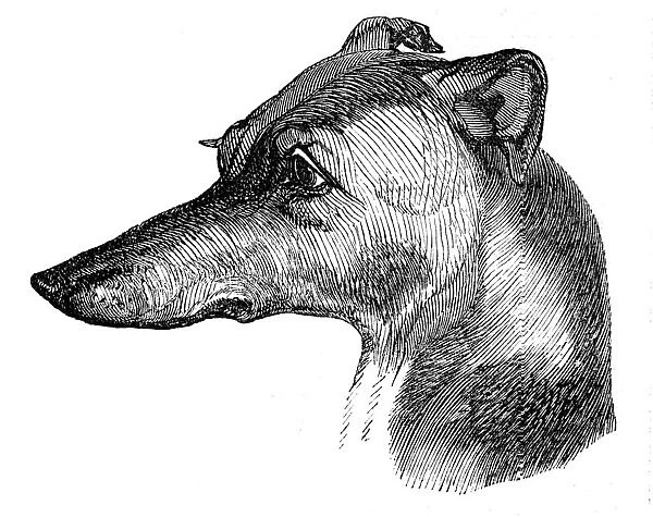 Head of the Greyhound, 1844. Creator: Unknown
