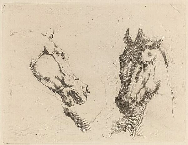 Head of a Horse Seen in Profile and in Three-Quarters. Creator: Stefano della Bella