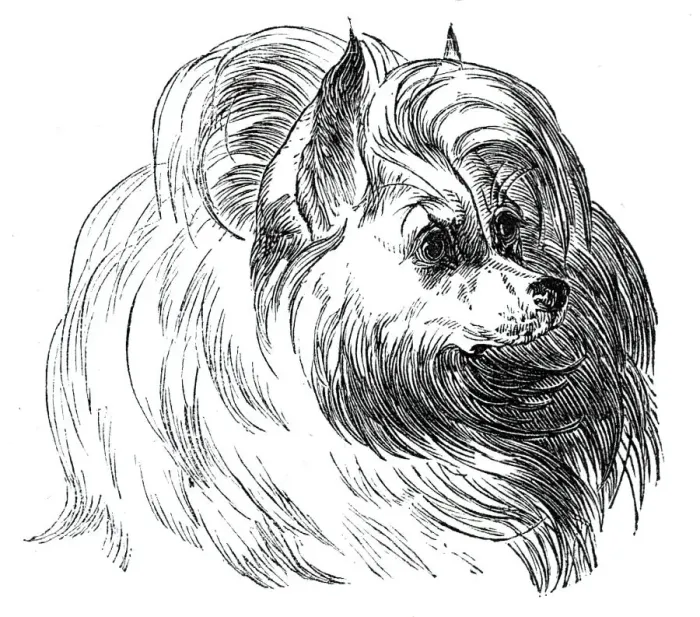 Framed Print : Head of the Iceland Dog, 1844. Creator: Unknown Framed Print : Head of the Iceland Dog, 1844. Creator: Unknown
