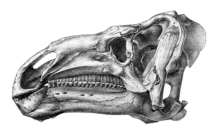 Framed Print : Head of Iguanodon, showing cheek-teeth adapted for chewing shoots and leaves of plants... 1895. Creator: Unknown Framed Print : Head of Iguanodon, showing cheek-teeth adapted for chewing shoots and leaves of plants... 1895. Creator: Unknown
