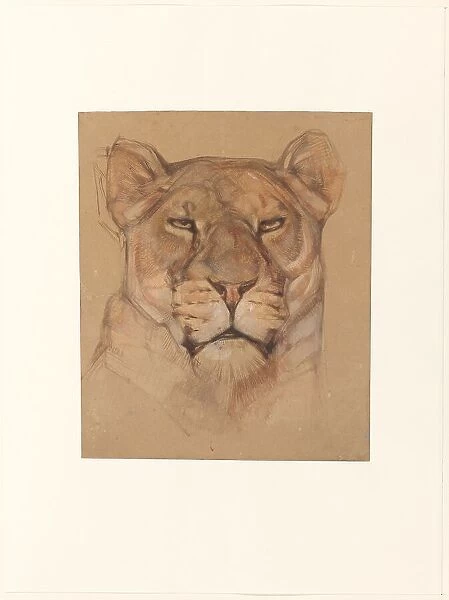 Head of a lioness, 1866-1939. Creator: Bernard Willem Wierink