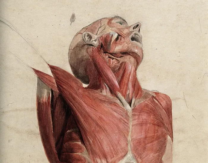 Framed Print : Head, neck and chest of ecorche, lying supine, with eyes and mouth open, 1800-1899. Creator: Unknown Framed Print : Head, neck and chest of ecorche, lying supine, with eyes and mouth open, 1800-1899. Creator: Unknown