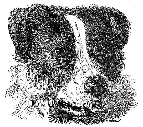 Head of the Newfoundland Dog, 1844. Creator: Unknown