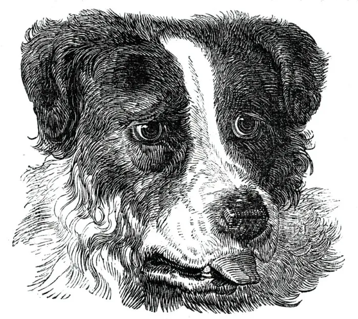 Framed Print : Head of the Newfoundland Dog, 1844. Creator: Unknown Framed Print : Head of the Newfoundland Dog, 1844. Creator: Unknown