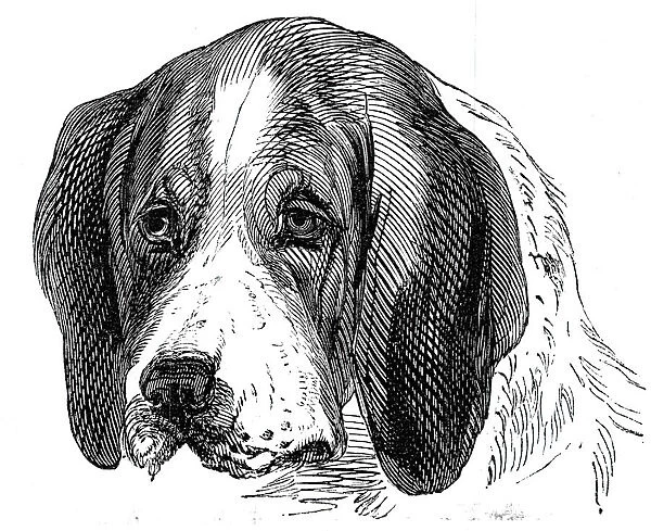 Head of the Old English Hound, 1844. Creator: Unknown