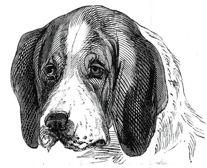 Framed Print : Head of the Old English Hound, 1844. Creator: Unknown Framed Print : Head of the Old English Hound, 1844. Creator: Unknown