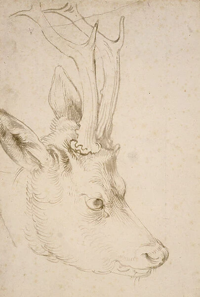 Head of a Roebuck, 1503. Artist: Durer, Albrecht (1471-1528)