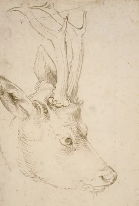 Framed Print : Head of a Roebuck, 1503. Artist: Durer, Albrecht (1471-1528) Framed Print : Head of a Roebuck, 1503. Artist: Durer, Albrecht (1471-1528)