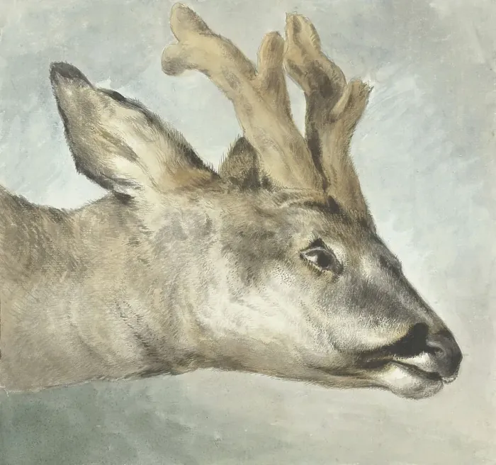 Framed Print : Head of a Roebuck, c.1800. Creator: Wybrand Hendriks Framed Print : Head of a Roebuck, c.1800. Creator: Wybrand Hendriks