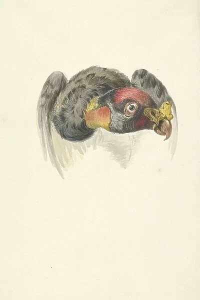 Head of a royal vulture (Sarcoramphus papa), 1763-1824. Creator: Circle of François Le Vaillant