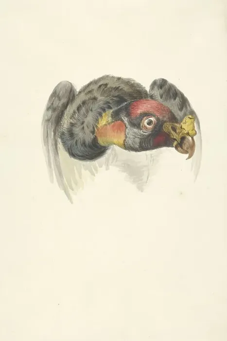 Framed Print : Head of a royal vulture (Sarcoramphus papa), 1763-1824. Creator: Circle of François Le Vaillant Framed Print : Head of a royal vulture (Sarcoramphus papa), 1763-1824. Creator: Circle of François Le Vaillant