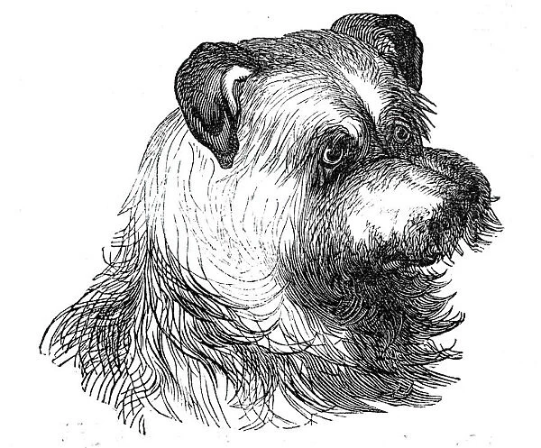 Head of the Scotch Terrier, 1844. Creator: Unknown