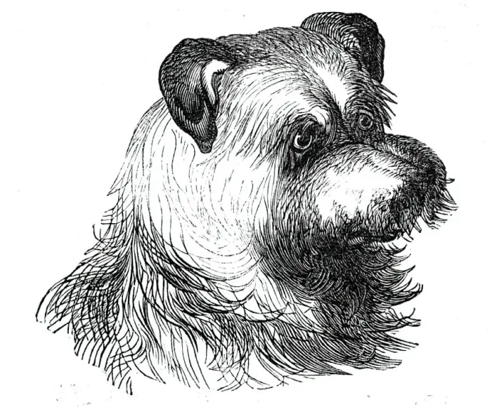 Framed Print : Head of the Scotch Terrier, 1844. Creator: Unknown Framed Print : Head of the Scotch Terrier, 1844. Creator: Unknown