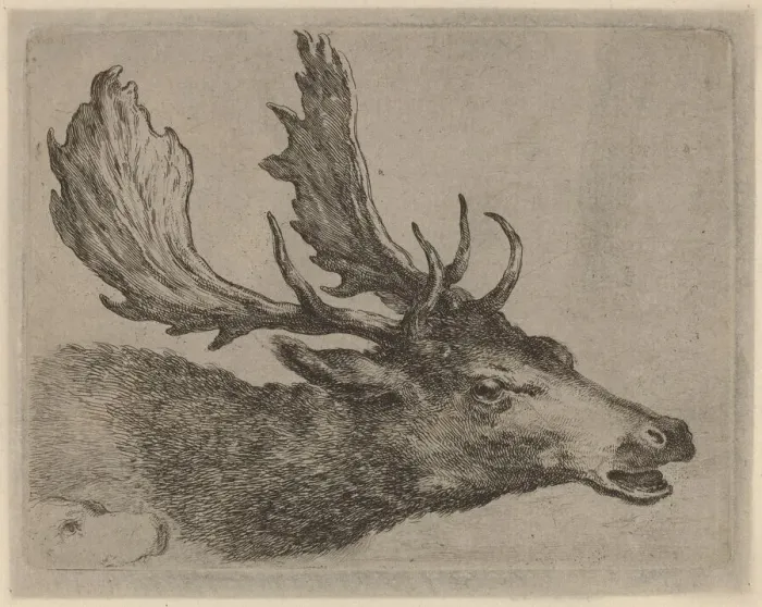 Framed Print : Head of a Stag Turned Right. Creator: Stefano della Bella Framed Print : Head of a Stag Turned Right. Creator: Stefano della Bella