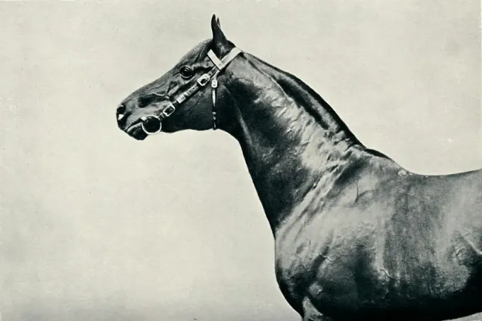 Framed Print : The head of thoroughbred racehorse, Radium, c1910 Framed Print : The head of thoroughbred racehorse, Radium, c1910