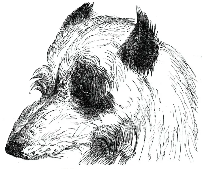 Framed Print : Head of the Wolf Dog, 1844. Creator: Unknown Framed Print : Head of the Wolf Dog, 1844. Creator: Unknown
