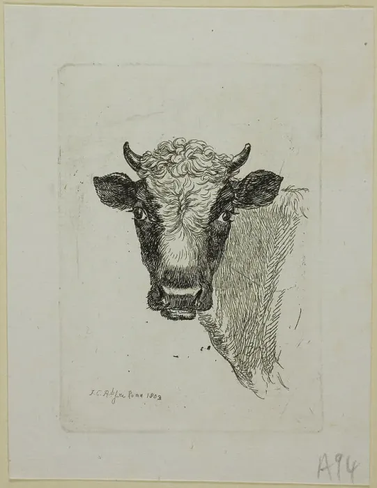Framed Print : Head of a Young Bull, from Die Zweite Thierfolge, 1803. Creator: Johann Christian Reinhart Framed Print : Head of a Young Bull, from Die Zweite Thierfolge, 1803. Creator: Johann Christian Reinhart