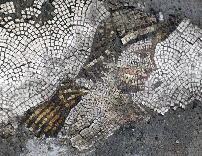 Framed Print : Head of a young rustic...mosaic pavement in the Great Palace of Constantinople, 4th-6th century. Creator: Unknown Framed Print : Head of a young rustic...mosaic pavement in the Great Palace of Constantinople, 4th-6th century. Creator: Unknown