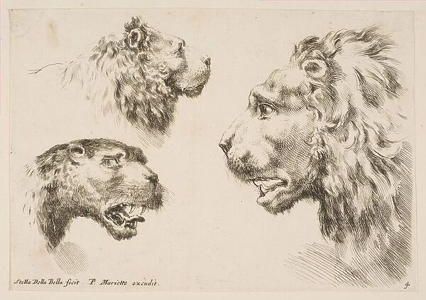Heads of Three Lions, ca. 1641. Creator: Stefano della Bella