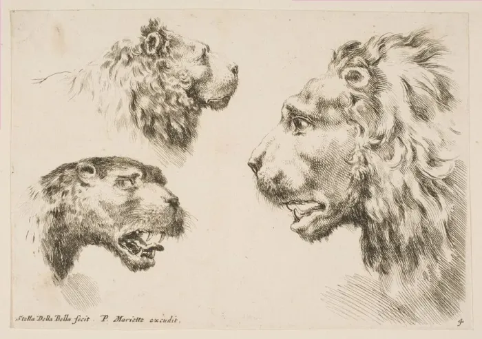 Framed Print : Heads of Three Lions, ca. 1641. Creator: Stefano della Bella Framed Print : Heads of Three Lions, ca. 1641. Creator: Stefano della Bella