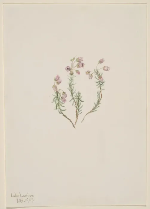 Framed Print : Heather (Phyllodoce intermedia), 1907. Creator: Mary Vaux Walcott Framed Print : Heather (Phyllodoce intermedia), 1907. Creator: Mary Vaux Walcott