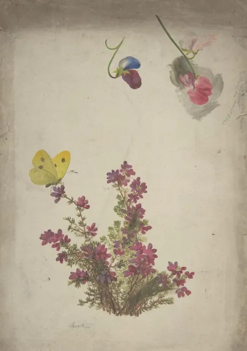 Framed Print : Heather, Sweet Peas and Butterfly, 19th century. Creator: Anon Framed Print : Heather, Sweet Peas and Butterfly, 19th century. Creator: Anon