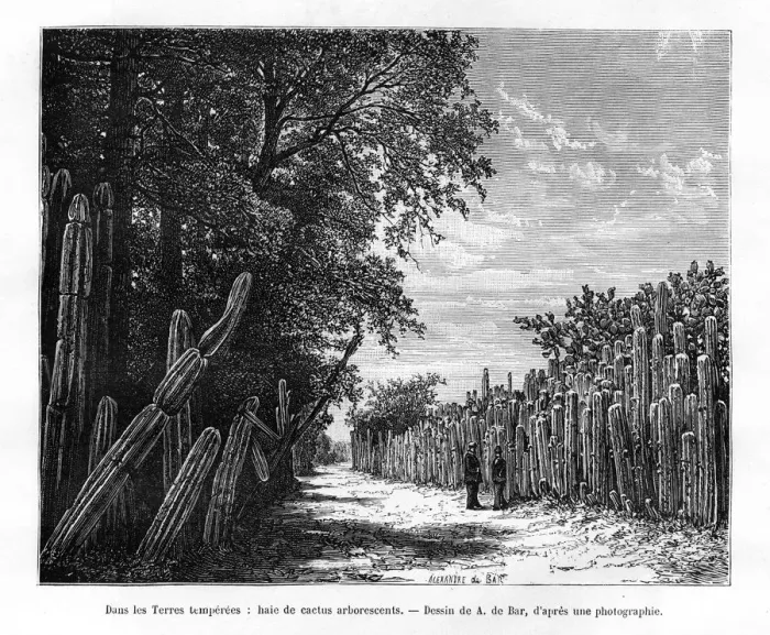 Framed Print : A hedge of arborescent cactus, Mexico, 19th century. Artist: Alexandre de Bar Framed Print : A hedge of arborescent cactus, Mexico, 19th century. Artist: Alexandre de Bar