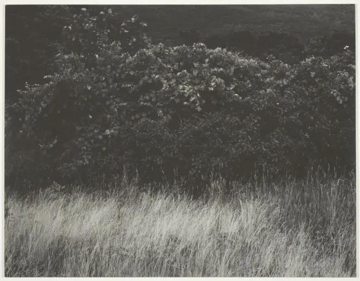 Framed Print : Hedge and Grasses - Lake George, 1933. Creator: Alfred Stieglitz Framed Print : Hedge and Grasses - Lake George, 1933. Creator: Alfred Stieglitz