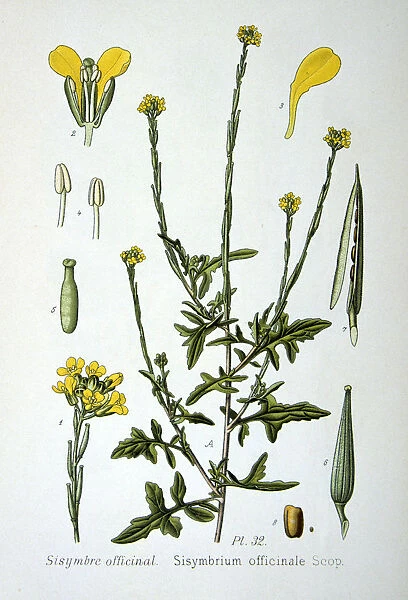 Hedge mustard, 1893
