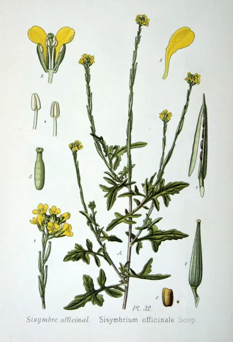 Framed Print : Hedge mustard, 1893 Framed Print : Hedge mustard, 1893