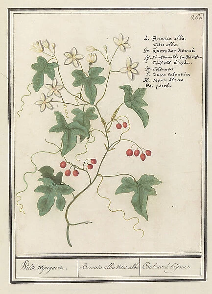 Hedge vine (Bryonia dioica), 1596-1610. Creators: Anselmus de Boodt, Elias Verhulst