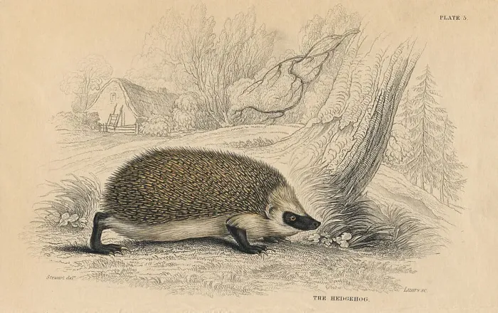 Framed Print : Hedgehog (Erinaceus europeas), 1828 Framed Print : Hedgehog (Erinaceus europeas), 1828
