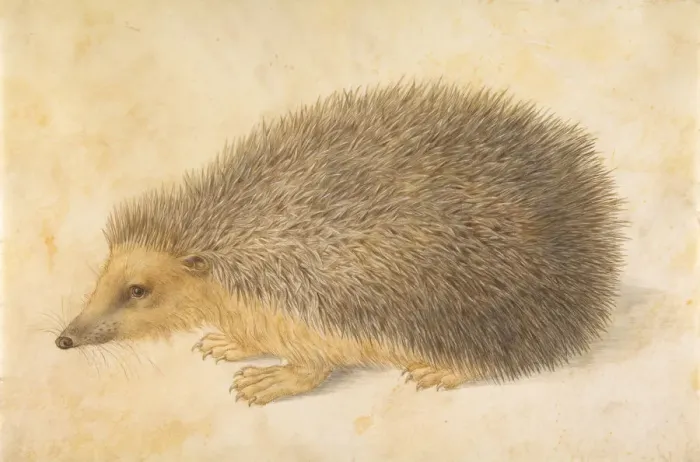 Framed Print : A Hedgehog (Erinaceus roumanicus), before 1584. Creator: Hans Hoffmann Framed Print : A Hedgehog (Erinaceus roumanicus), before 1584. Creator: Hans Hoffmann