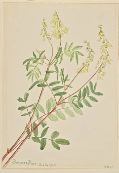 Framed Print : Hedysarum (Hedysarum sulphurescens), 1917. Creator: Mary Vaux Walcott Framed Print : Hedysarum (Hedysarum sulphurescens), 1917. Creator: Mary Vaux Walcott