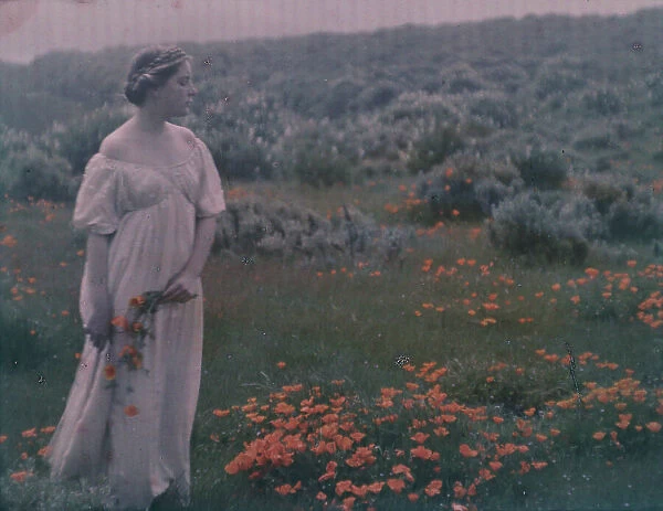 Helen MacGowan Cooke picking California golden poppies in a field, between 1906 and 1911. Creator: Arnold Genthe