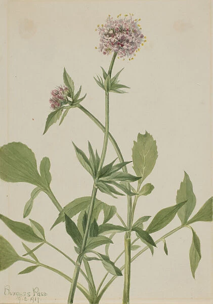 Heliotrope Valerian (Valeriana sitchensis), 1917. Creator: Mary Vaux Walcott