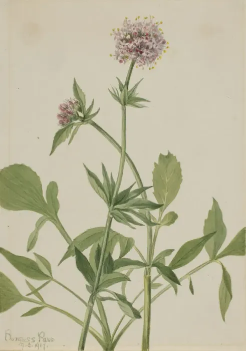 Framed Print : Heliotrope Valerian (Valeriana sitchensis), 1917. Creator: Mary Vaux Walcott Framed Print : Heliotrope Valerian (Valeriana sitchensis), 1917. Creator: Mary Vaux Walcott