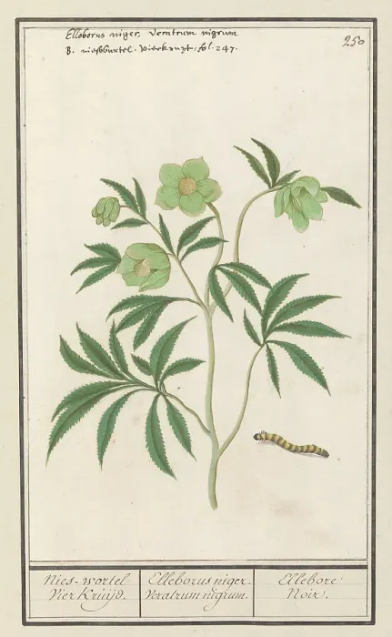 Framed Print : Hellebore (Helleborus), 1596-1610. Creators: Anselmus de Boodt, Elias Verhulst Framed Print : Hellebore (Helleborus), 1596-1610. Creators: Anselmus de Boodt, Elias Verhulst