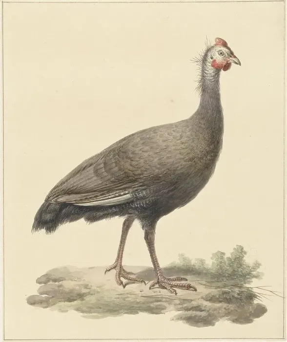 Framed Print : Helmeted guineafowl, 1759-1842. Creator: Pieter Bartholomeusz. Barbiers Framed Print : Helmeted guineafowl, 1759-1842. Creator: Pieter Bartholomeusz. Barbiers