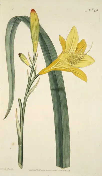 Framed Print : Hemerocallis Flava (Yellow Day Lily), pub. 1796 (hand coloured engraving). Creator Framed Print : Hemerocallis Flava (Yellow Day Lily), pub. 1796 (hand coloured engraving). Creator