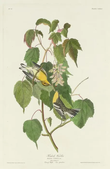 Framed Print : Hemlock Warbler, 1832. Creator: Robert Havell Framed Print : Hemlock Warbler, 1832. Creator: Robert Havell