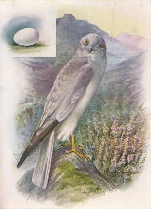 Framed Print : Hen-Harrier - Cir cus cyan eus, c1910, (1910). Artist: George James Rankin Framed Print : Hen-Harrier - Cir cus cyan eus, c1910, (1910). Artist: George James Rankin