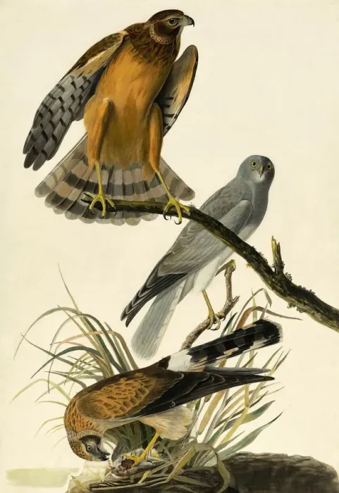 Framed Print : Hen Harrier, Circus Cyaneus, 1845 Framed Print : Hen Harrier, Circus Cyaneus, 1845