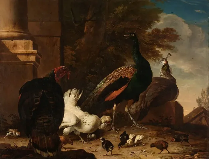 Framed Print : A Hen with Peacocks and a Turkey, c.1680. Creator: Melchior d'Hondecoeter Framed Print : A Hen with Peacocks and a Turkey, c.1680. Creator: Melchior d'Hondecoeter