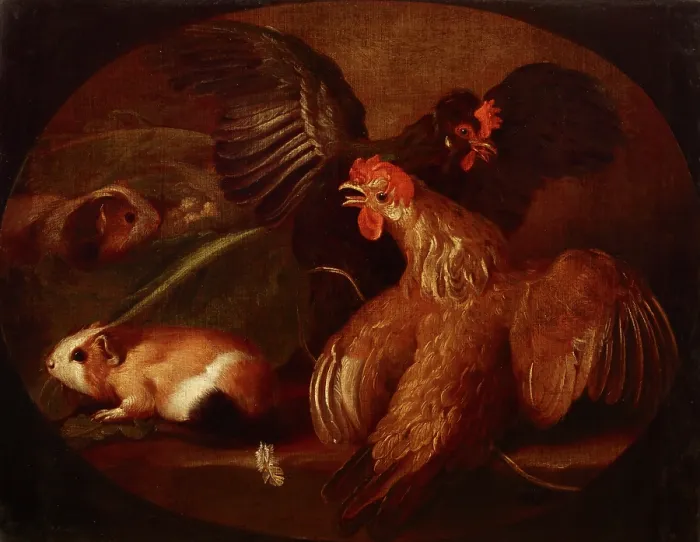 Framed Print : Hens and Guinea Pigs, between 1718-1720. Creator: Giovanni Agostino Cassana Framed Print : Hens and Guinea Pigs, between 1718-1720. Creator: Giovanni Agostino Cassana